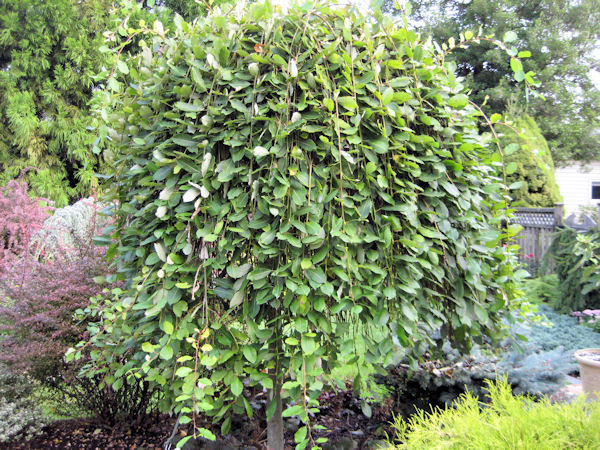 Weeping pussywillow online